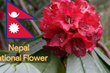 National Flower of Nepal
